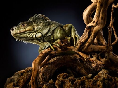 iguana on branch with dark background
